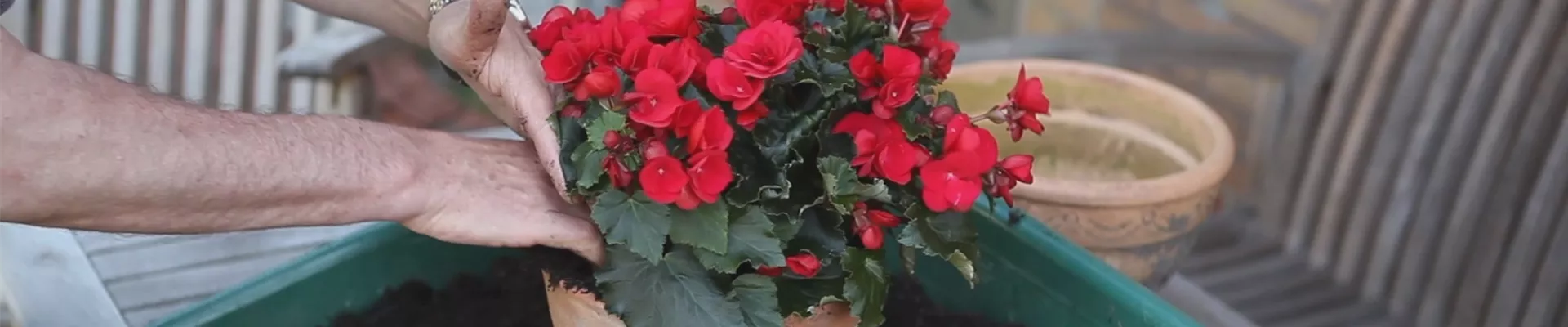 Blumenkübel - Bepflanzen mit Sommerblumen (thumbnail).jpg