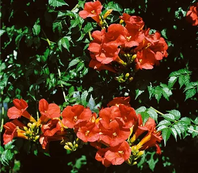 Rote Kletter-Trompetenblume