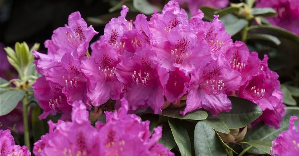 Rhododendron williamsianum 'August Lamken'