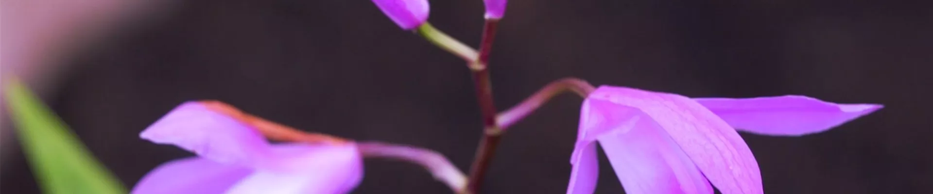 China Orchidee- Einpflanzen im Garten (Thumbnail).jpg