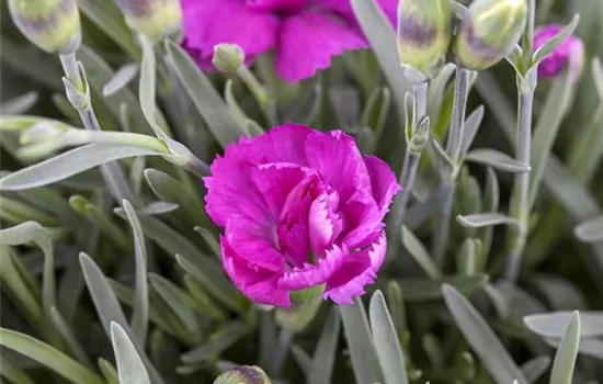 Gartennelke 'Violett Wonder'