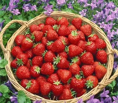 Erdbeere 'Waedenswil 7'