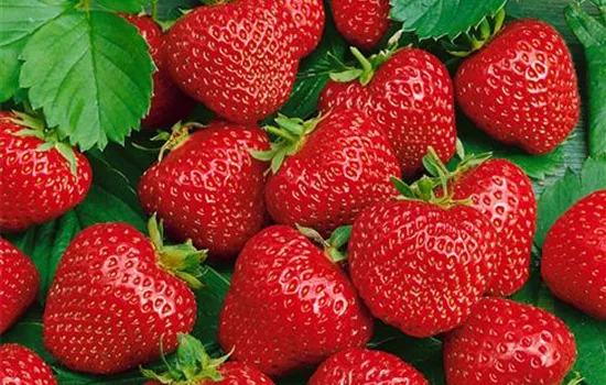 Erdbeere 'Honeoye'