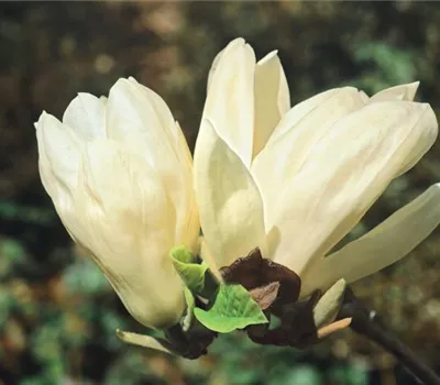 Sommergrüne Yulan-Magnolie