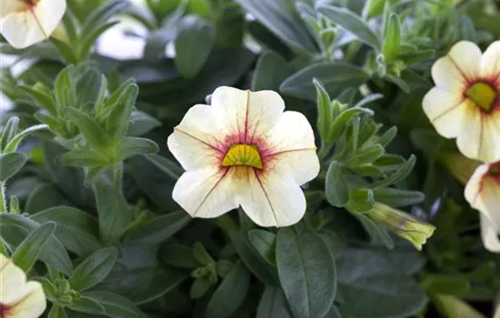 Milliflora-Petunie