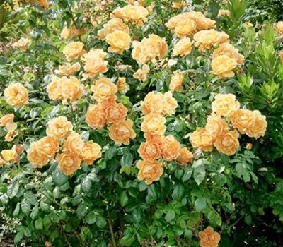 Floribunda Rose 'Easy Going'®