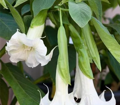 Brugmansia