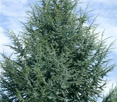 Blaue Atlaszeder 'Glauca'