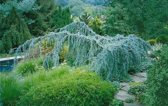 Hängende Blauzeder 'Glauca Pendula'