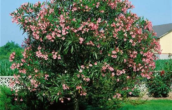 Oleander, Stamm