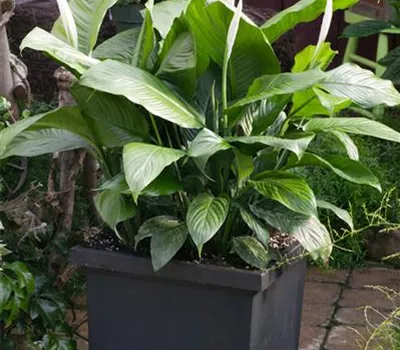 Spathiphyllum