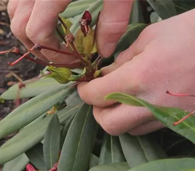 Rhododendron - Entfernen von Blütenständen