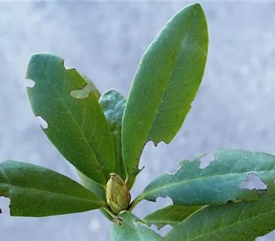 Dickmaulrüssler am Rhododendron