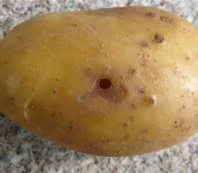 Drahtwurm an Kartoffeln