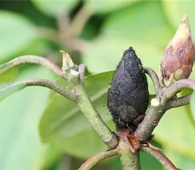 Knospensterben an Rhododendron