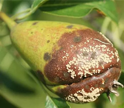 Monilia-Fruchtfäule an Birnen