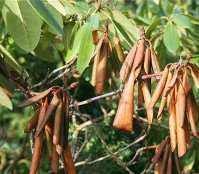 Welke und Triebsterben bei Rhododendron