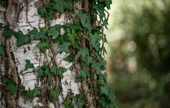 Kletterpflanzen für den Garten – die wollen hoch hinaus