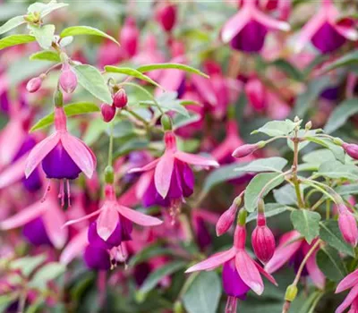 Fuchsien – exotische Schönheiten für Balkon und Garten