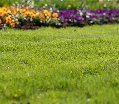 Für jeden Garten den richtigen Rasen