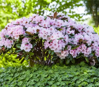 Der Rhododendron – der Strauch mit den prächtigen Blüten