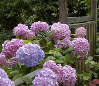 Die Hortensie im Garten – durstige Schönheit mit Charakter