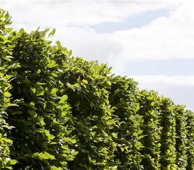 Die Hainbuche: Hecke und Vogelparadies