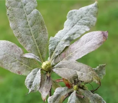 Echter Mehltau an Rhododendron