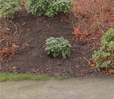 Rhododendron - Einpflanzen im Garten