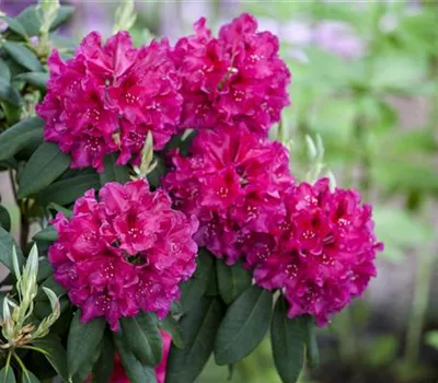 Rhododendron und Azaleen