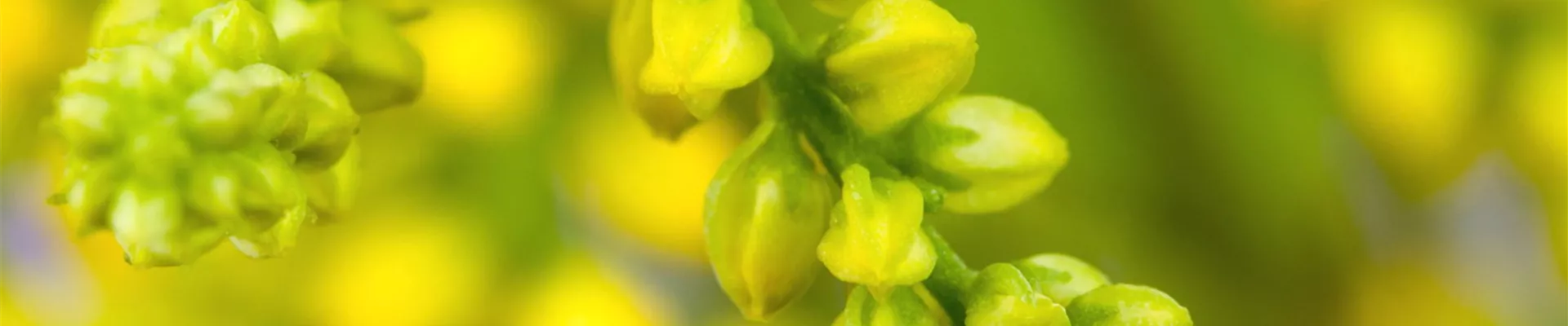 Goldtröpfchen - Einpflanzen im Garten (Thumbnail).jpg