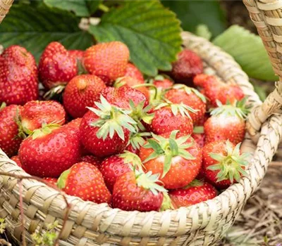 Erdbeeren pflanzen und pflegen für eine leckere Ernte