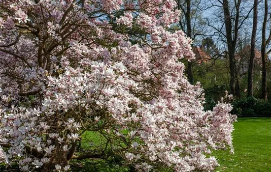 Magnolien pflanzen für einen Blickfang im Garten 