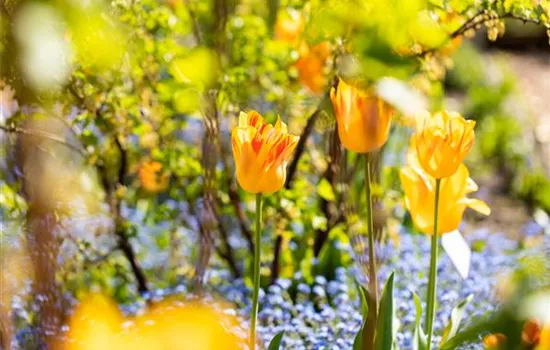 Gartenarbeit im Frühjahr für ein strahlendes Gartenjahr