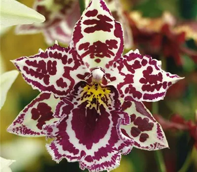 Orchidee 'Eurostar'