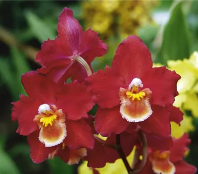 Cambria-Orchidee 'Nelly Isler'
