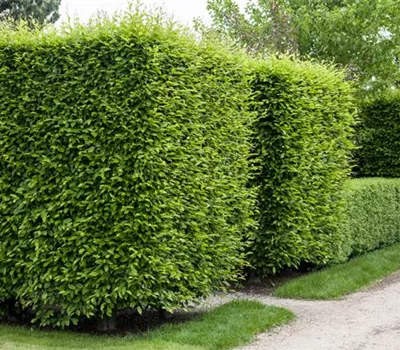 Die Hainbuche als pflegeleichter Star im Garten