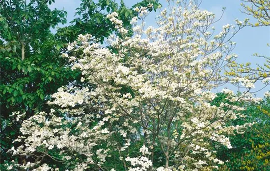 Amerikanischer Blumen-Hartriegel