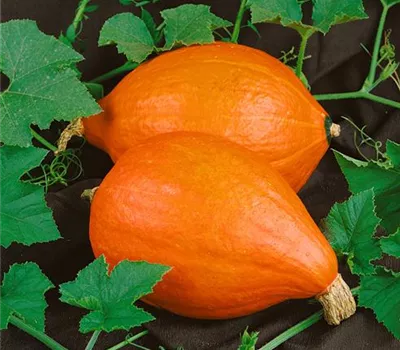 Zierkürbis 'Ball Orange'