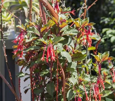 Winterschlaf für Geranien und Fuchsien