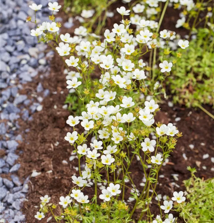 Garten-Moos-Steinbrech
