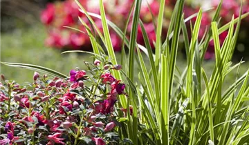 Zum Vergrößern klicken Bildvorschau