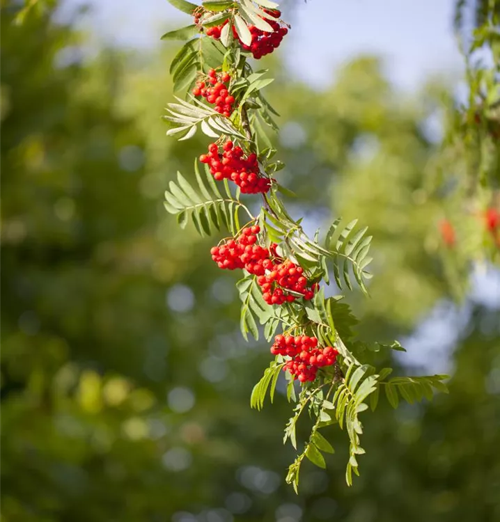 Gewöhnliche Eberesche