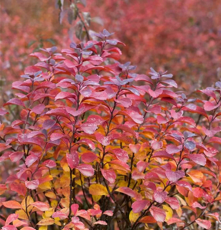 Birkenblättrige Spiere