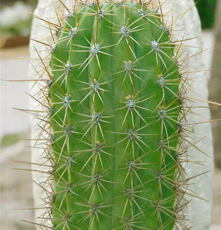 Stetsonia-Kaktus