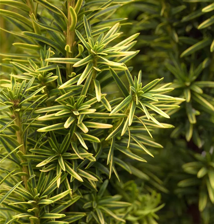 Gold-Säuleneibe 'Fastigiata Aurea'