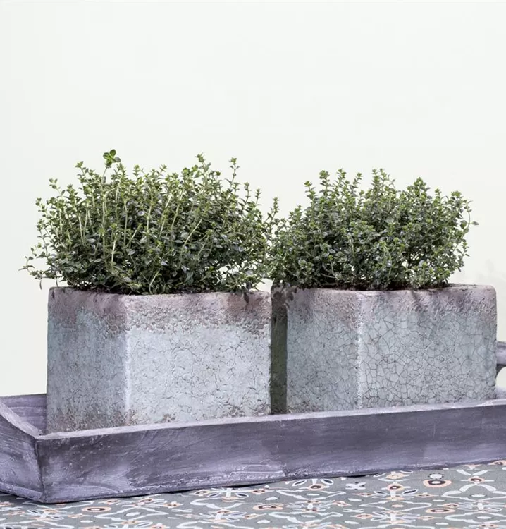 Kugelthymian 'Fredo' Kugelthymian 'Fredo'