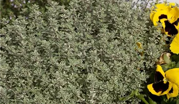 Zum Vergrößern klicken Bildvorschau