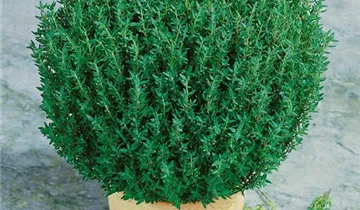 Zum Vergrößern klicken Bildvorschau