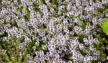 Zum Vergrößern klicken Bildvorschau